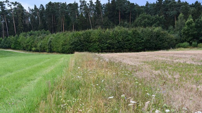 In der Mitte des Bildes ist ein Feldrain mit Gräsern und blühenden Blumen zu sehen. Links davon eine gemähte Wiese, rechts davon ein gedroschener Acker. Im Hintergrund ist Wald mit verschieden hohen Bäumen und darüber ein schmaler Streifen blauer Himmel.