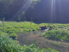 Bachlauf mit frisch gesteckten Weidenbäumchen, die Sonne reflektiert im Wasser, im Hintergrund folgt Wald.