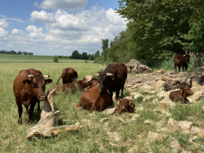 Mehrere Rotbraune Rinder grasen am Rand einer grünen Weidefläche. Am rechten Bildrand geht die Wiese in einen lockeren Steinhaufen mit einzelnem Totholz und Waldrand über.