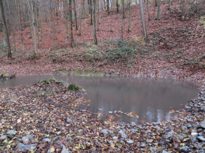 Neu angelegtes Feuchtbiotop mit braunem Herbstwald im Hintergrund, rechts unten im Bild sind große Steine zu sehen. Neu angelegtes Feuchtbiotop mit braunem Herbstwald im Hintergrund, rechts unten im Bild sind große Steine zu sehen.