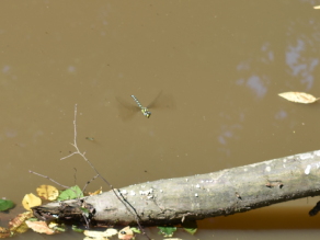 Eine Groß-Libelle schwebt über einem Ast, der in eine Wasserfläche ragt. Eine Groß-Libelle schwebt über einem Ast, der in eine Wasserfläche ragt.