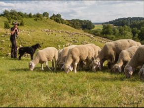 Ein Schäfer steht mit seinem schwarzen Hund vor einer Schafherde auf helgrün-bräunlichen Wiesen. Im Vordergrund stehen grasende Schafe, im Hintergrund sieht man weitere Schafe auf Hängen und in der Ferne Bäume und Wald auf Hügelkuppen. 