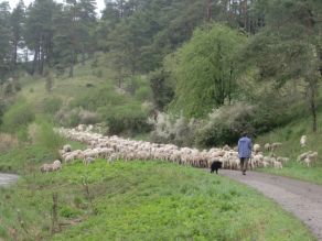 Ein Schäfer steht mit einem schwarzen Hund vor seiner Schafherde, die auf einem schmalen geteerten Weg an einem Hand mit locker stehenden Bäumen entlangläuft. Am linken Rand fließt ein Fluss.