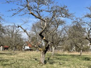 Wiese mit sehr alten Obstbäumen, im Vordergrund Obstbaum mit Erhaltungs-Pflegeschnitt. Im Hintergrund weitere Bäume und einzelne Häuser.