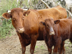 Rotvieh Mutterkuh mit Kalb blicken seitlich an der Kamera vorbei.