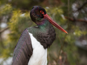 Ein beringter Schwarzstorch steht auf einem Stein.