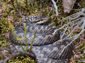 Ein Kreuzotterweibchen mit der typischen Zickzack-Musterung liegt eingerollt auf dem moosigen Waldboden und blickt schräg rechts am Betrachtenden vorbei. Ein Kreuzotterweibchen mit der typischen Zickzack-Musterung liegt eingerollt auf dem moosigen Waldboden und blickt schräg rechts am Betrachtenden vorbei.
