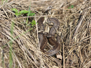 Eine braun-schwarz gemusterte Kreuzotter auf einem Sonnenplatz aus abgemähtem beigen Altgras.