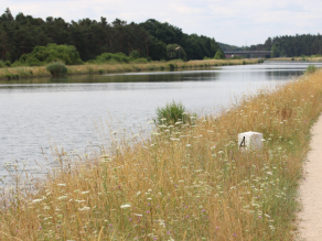 Der Ludwig-Donau-Main-Kanal mit blühenden Ufersäumen an einem schönen, leicht bewölkten Sommertag, im Hintergrund Wald.