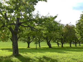Mehrere Baumreihen mit voll belaubten Streuobstbäumen. Das leuchtende Grün der Bäume sowie der darunterliegenden Wiese deutet auf einen sonnigen Tag im Frühsommer hin. Mehrere Baumreihen mit voll belaubten Streuobstbäumen. Das leuchtende Grün der Bäume sowie der darunterliegenden Wiese deutet auf einen sonnigen Tag im Frühsommer hin.