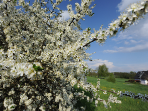 Eine Schlehenpflanze, die gerade in voller Blüte steht. Sie ist üppig mit kleinen, weißen Blüten überzogen. Im Hintergrund sieht man ein einzelnes Haus und eine grüne Graslandschaft mit einzelnen Bäumen sowie Nadelwald. Eine Schlehenpflanze, die gerade in voller Blüte steht. Sie ist üppig mit kleinen, weißen Blüten überzogen. Im Hintergrund sieht man ein einzelnes Haus und eine grüne Graslandschaft mit einzelnen Bäumen sowie Nadelwald.