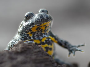 Nahaufnahme einer Gelbbauchunke, die direkt in die Kamera blickt und ein Vorderbein zur Seite wegstreckt.
