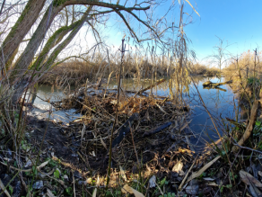 Gewässerabschnitt in der Sonne, die Ufer sind mit Schilf bewachsen, im Vordergrund steh ein flacher Biberdamm und links davbon ein kahler Baum.