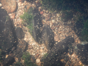 Zwei Flussperlmuscheln, die eingegraben im sauberen Kies des Bachbetts sitzen, darum liegen mehrere schwarze Steine mit Wasserpflanzen. Zwei Flussperlmuscheln, die eingegraben im sauberen Kies des Bachbetts sitzen, darum liegen mehrere schwarze Steine mit Wasserpflanzen.