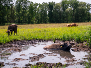 Ein schwarzer Wasserbüffel liegt bis zum Hals in einer matschigen Suhle in einer grünen Wiese mit grasenden Rindern und einer hohen Baumreihe im Hintergrund.