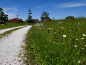 Unbefestigter Feldweg, am rechten Wegrand  stehen Margeriten und der große Wiesenknopf auf einer blühenden Wiese, im Hintergrund ist eine Siedlung zu sehen.