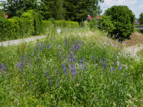 Üppig blühende Magerwiese zwischen Gemeindestraße und Fußweg.