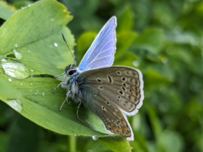 Ein hellblauer Schmetterling sitzt auf einem grünen Kleeblatt.