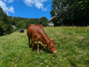 Grasende, braune Rinder auf einer arten- und blütenreichen Weide, am Rand Bäume.