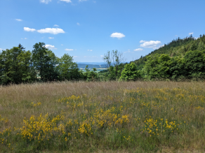 Gelb blühende Wiese auf einer Erhebung, umgeben von Gehölzen mit Fernblick auf die Landschaft.