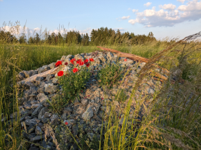 Steinhaufen mit blühendem Klatschmohn umgeben von Wiese.