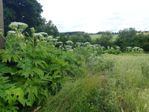 Man schaut auf etwa 2 m hohe Riesenbärenklaustauden mit großen, weißen Doldenblüten, dahinter befinden sich Bäume und Sträucher, rechts davon grenzt ein Feld an.
