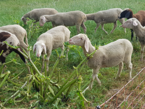 Neun weiße Schafe befinden sich auf der Weide, zwei davon fressen die Stängel der Riesenbärenklaustauden ab; die Blätter sind bereits abgefressen.