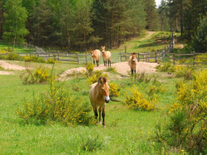 Vier Wildpferde im Gehege zwischen gelb blühenden Ginsterbüschen. Dazwischen offene Sandflächen.
