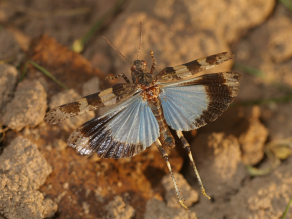 Eine Heuschrecke fliegt vom sandigen Untergrund auf. Die Vorderflügel sind braun gefleckt und daher tarnfarbig. Die leuchtend blauen Hinterflügel sind erst beim Fliegen zu sehen.