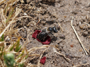 Eine Mohn-Mauerbiene krabbelt aus einer Brutröhre, die sie mit Klatschmohnblättern ausgekleidet hat.