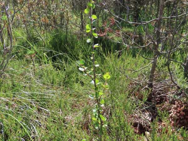 Ein ca. 1m hohes sehr schmales Bäumchen steht umgeben von sehr niedrigen Gebüschen und kleinen Nadelbäumchen im Moor.