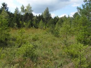 Eine grüne Moorfläche ist komplett mit niedrigen Gebüschen und kleinenverstreut stehenden grünen Nadelbäumen bestanden. Im Hintergrund folgt ein dunkelgrüner Waldrand aus Nadel- und Laubbäumen unter blau-weißem Himmel.