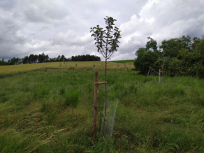 Junger Obstbaum auf einer Wiese mit weiteren jungen Obstbäumen. Alte Obstbäume im Hintergrund sind durch eine Hecke etwas verdeckt.x Junger Obstbaum auf einer Wiese mit weiteren jungen Obstbäumen. Alte Obstbäume im Hintergrund sind durch eine Hecke etwas verdeckt.