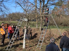 Ein Obstbaumpfleger auf einer Leiter zeigt einer Gruppe interessierter Personen an einem 12 Jahre alten Apfelbaum ohne Blätter, wie Obstbäume geschnitten werden. Ein Obstbaumpfleger auf einer Leiter zeigt einer Gruppe interessierter Personen an einem 12 Jahre alten Apfelbaum ohne Blätter, wie Obstbäume geschnitten werden.