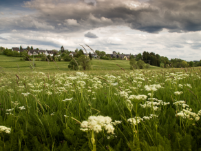 Das Panoramabild einer grünen Wiese wird im Vordergrund von den weißen Blütendolden der Bärwurz geprägt. Im Hintergrund sind schemenhaft die Häuser der Stadt Teuschnitz sowie einzelne grüne Gebüsche und Gehölze zu sehen. Überspannt wird die Landschaft von einem wolkenreichen grau-blauen Himmel.