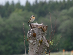 In der Bildmitte steht ein farbenfrohes Braunkehlchen auf einem abgesägten grau-braunen Baumstammstück. Der kleine Vogel schaut in die Landschaft. Der Hintergrund ist verschwommen in Grüntönen und deutet einen Wald an.