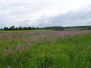 Eine grüne Wiesenlandschaft mit Feuchtwiesen und vielen gelben und rosa Blüten, im Hintergrund Gehölze und Waldrand