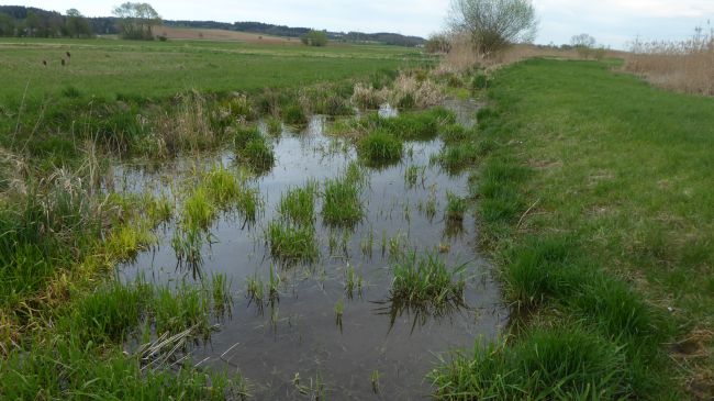 Ein wasserführender Graben mit Gräserhorsten im Wasserlauf, umgeben von Wiesen und im Hintergrund Gehölze.