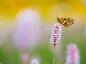 Ein in Orange- und hellen Brauntönen gemusterter Schmetterling mit auffallend blauen Augen sitzt auf einem noch nicht aufgeblühten violetten Schlangenknöterich.