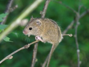 Eine sehr kleine Maus mit einem deutlichen schwarzen Strich auf dem Rücken klettert kopfüber auf einer verblühten Kerbel-Dolde. Sie hält sich dabei mit ihrem langen Schwanz sowie den abspreizbaren Zehen ihrer Hinterfüße fest.