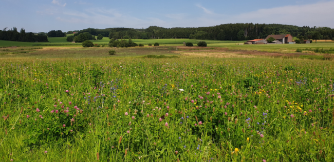 Blick auf eine bunte Blühwiese, dahinter eine leicht hügelige Landschaft.