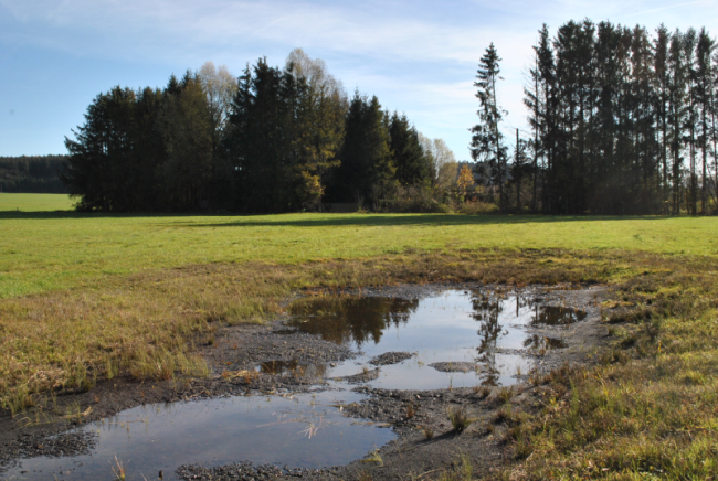 Ein Tümpel im Vordergrund, umrahmt von einer Wiese, im Hintergrund Wald.