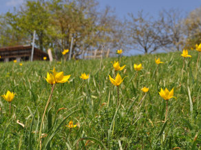 Sonnenexponierter Hang mit Magerwiese und gelben Weinbergstulpen, im Hintergrund Weinbergshäuschen, Streuobstbäume und blauer Himmel.