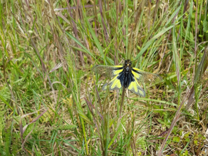 Libellen-Schmetterlingshaft mit sehr zarten, gelben Flügeln und dunklen Körper mit pelzigem Köpfchen auf einem Grashalm in der Wiese sitzend.