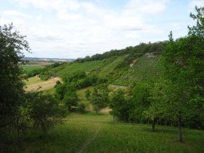 Reich strukturierter, sonnenexponierter Hang mit Rebflächen, Wiesen, Streuobst und Hecken an einem leicht bewölkten Sommertag.