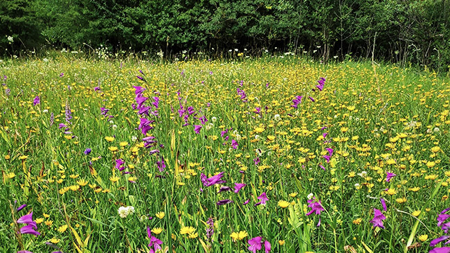 Wiese mit bunten Blumen. Im Hintergrund ist ein Wald zu erkennen.  