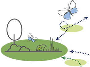 Grafische Darstellung des Biotopverbunds. Zu sehen sind Kerngebiete dargestellt als größere dunkelgrüne Flächen mit grafisch skizzierten Fröschen und Schmetterlingen. Dazwischen liegen Verbindungselemente dargestellt als kleinere hellgrüne Flächen 