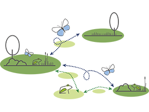 Grafische Darstellung des Biotopverbunds. Zu sehen sind Kerngebiete dargestellt als größere dunkelgrüne Flächen mit grafisch skizzierten Fröschen und Schmetterlingen. Dazwischen liegen Verbindungselemente dargestellt als kleinere hellgrüne Flächen 