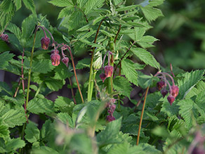 Dunkelrote, hängende Blüten schauen zwischen grünen, gezackten Blättern hervor.