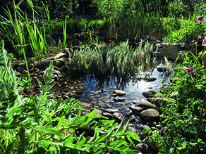 Teich mit vielen verschiedenen Pflanzen sowie Steinen im Gewässer und am Ufer